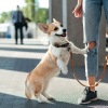 dog on a leash