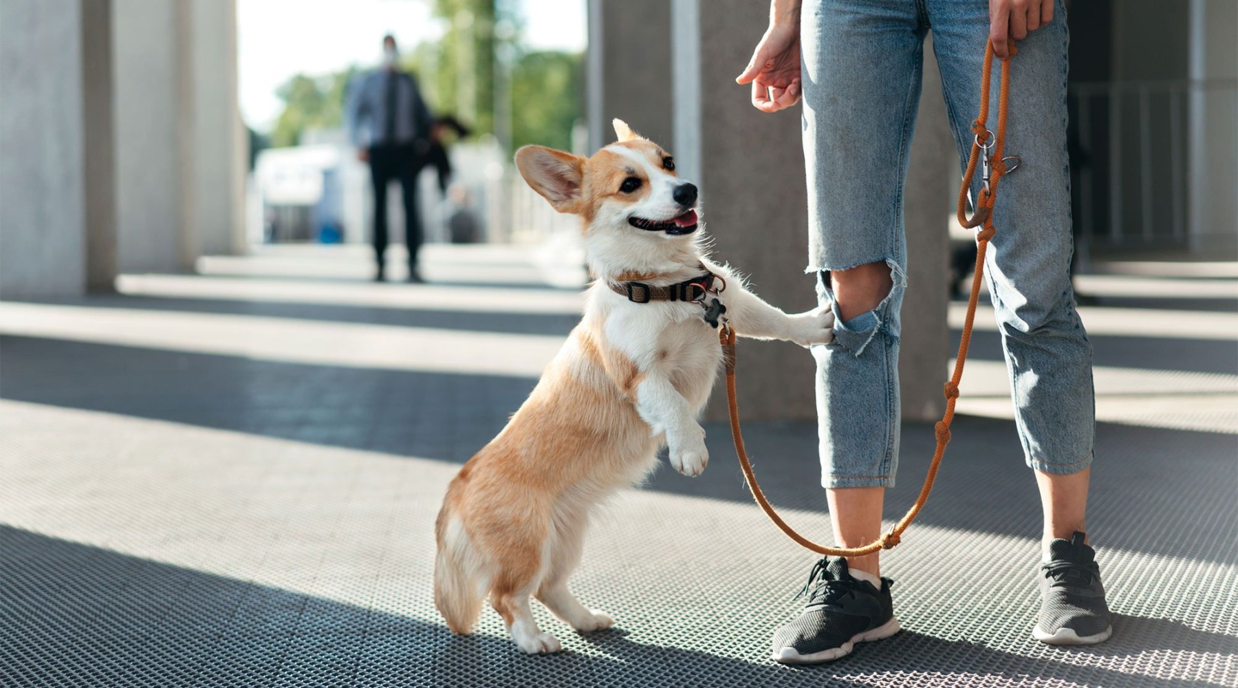 dog on a leash